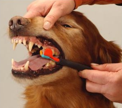 Pet Toothbrush